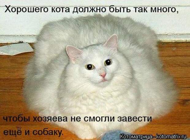 Котоматрицы (картинки с надписями)