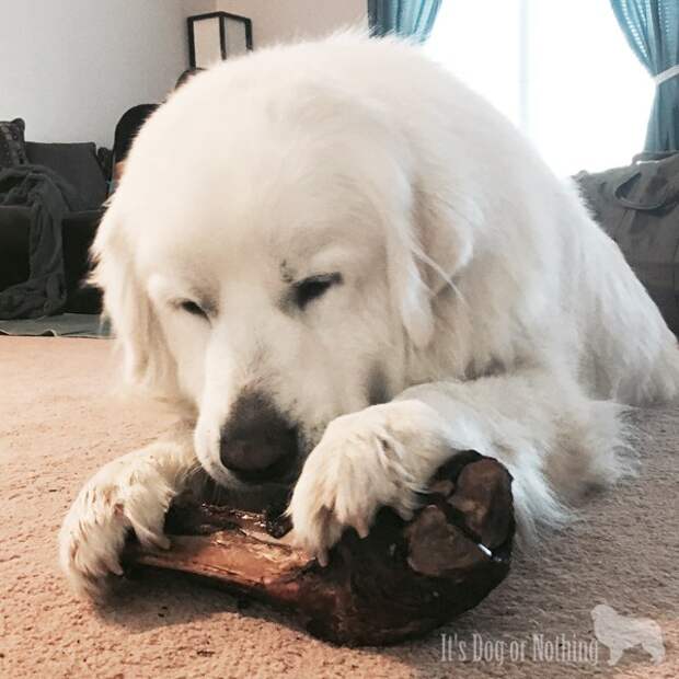 Are you ever struggling with how to keep your dog busy? With all the negatives to rawhide, we had to find another outlet for the dogs to chew. Click through to see our 6 alternatives to rawhide chews.