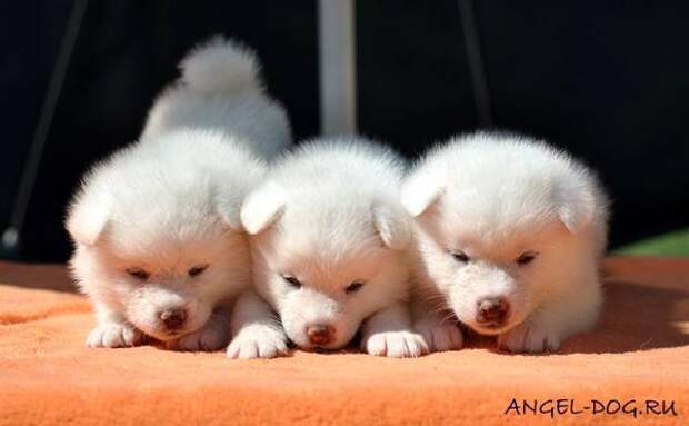 Щенки японской акита ину, фото породы собак фотография картинка