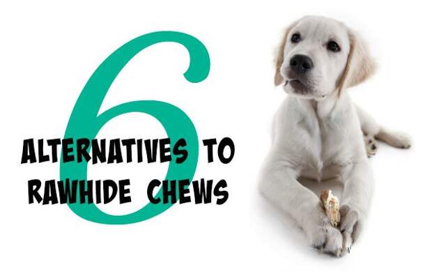 Are you ever struggling with how to keep your dog busy? With all the negatives to rawhide, we had to find another outlet for the dogs to chew. Click through to see our 6 alternatives to rawhide chews.