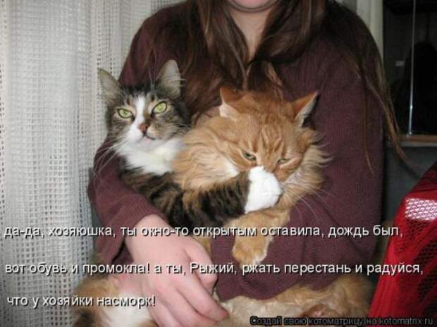 Котоматрицы (картинки с надписями)