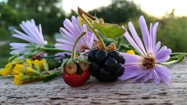 Сеньор Клубничка Клубника, Истории, Первый пост, Мутация, Длиннопост