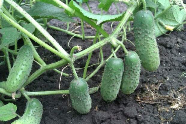 Делайте второй посев огурцов. Еще не поздно собрать отличный урожай