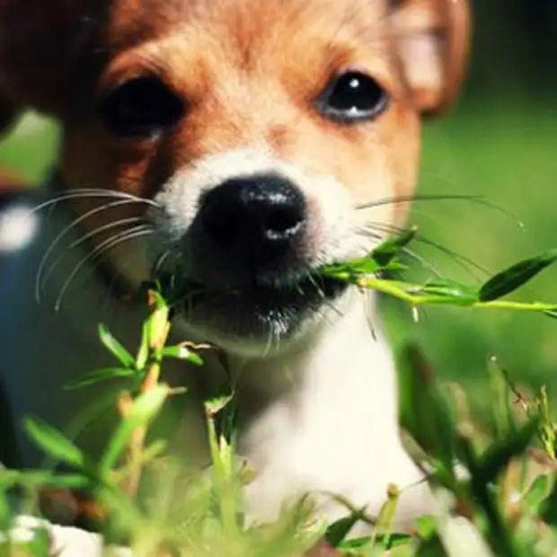Собака ест цветы. Собака делает АФ. Зачем собаки едят траву