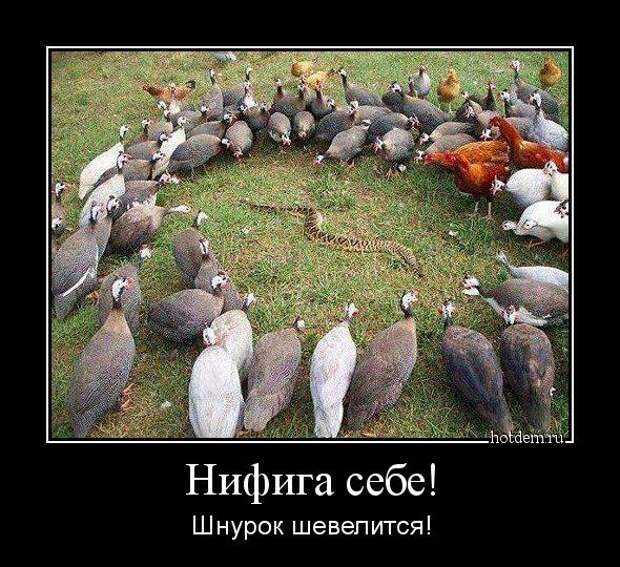 Демотиваторы Демотиваторы демотиваторы, прикол, смех, юмор