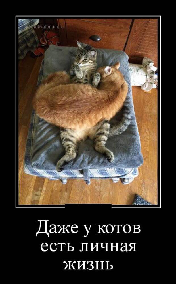 Демотиваторы (30 фото) Демотиваторы (30 фото)