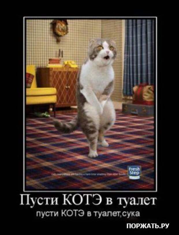 Демотиваторы про котэ (30 фотэ)