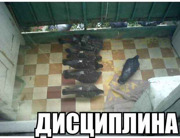 Смешные картинки с подписями картинки, прикол, юмор