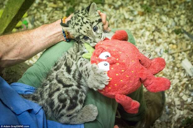 Работник зоопарка выходил детеныша леопарда Работник зоопарка, выходил, детеныша, леопарда