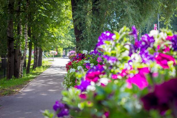 20 тысяч цветов высадят в Лихославле