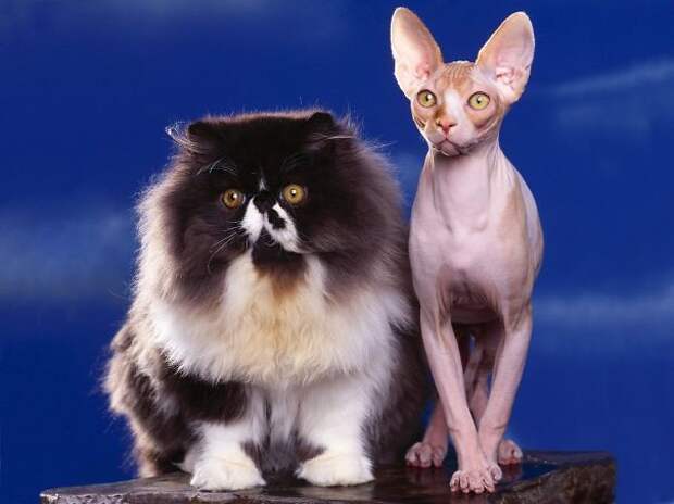 70.  кошка, пушистость, шерсть