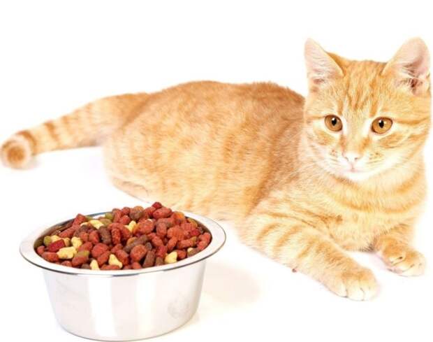 Сухой корм для домашних котов
