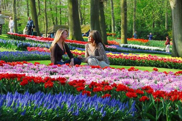 парк цветов Нидерланды