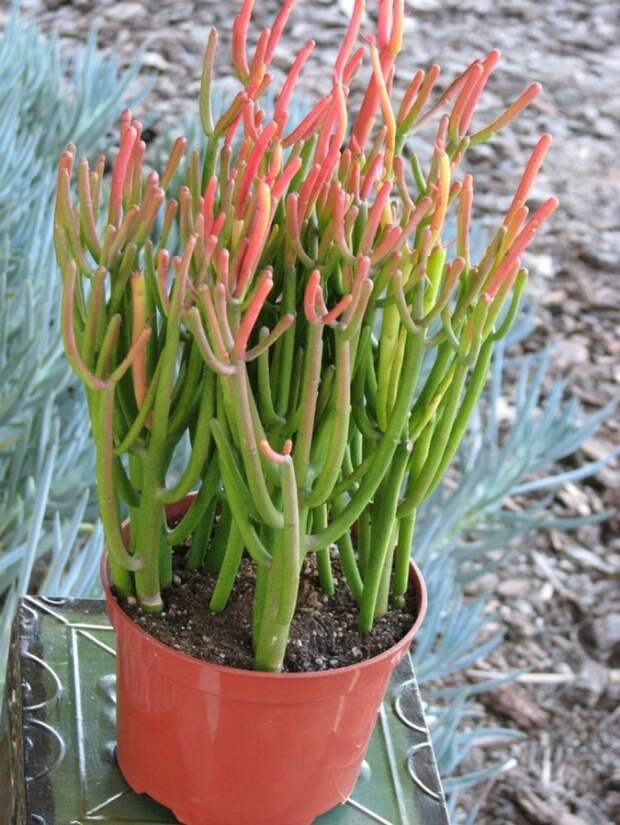 9.  Euphorbia Tirucalli дом, растения