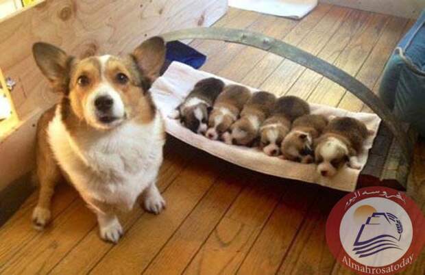 Новорожденные щенки и их гордые родители животные, креатив, щенята
