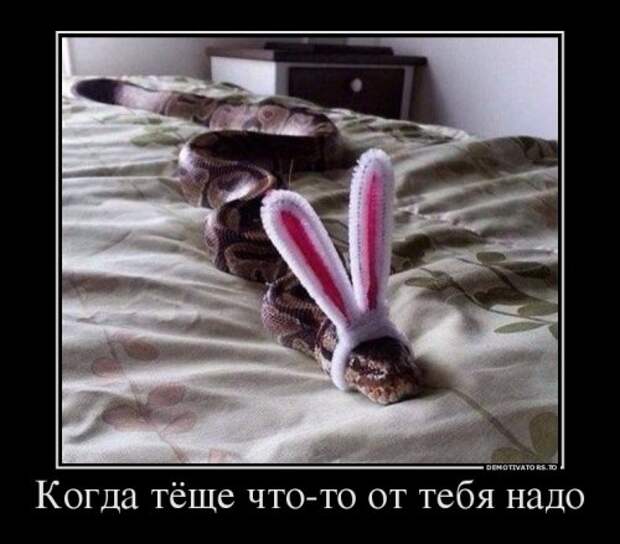 Демотиваторы-новинки для всех (12 шт)