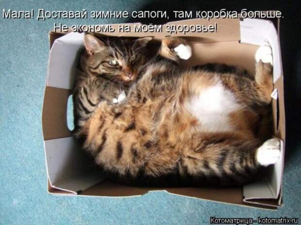 Новая котоматрица (32 фото)