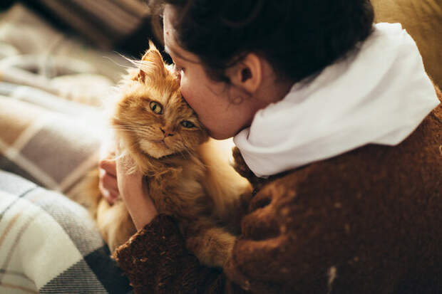 Уютные кошки: почему считается, что они могут сделать дом жилым и тёплым