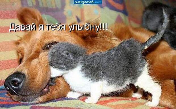 животные