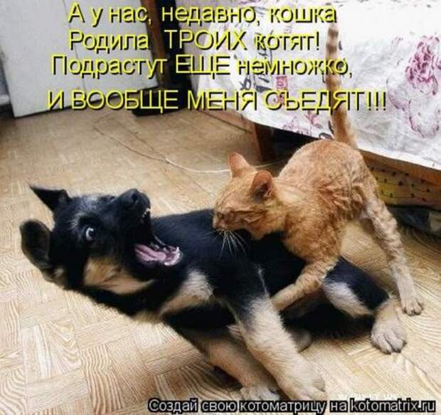 Котоматрица новые за неделю.