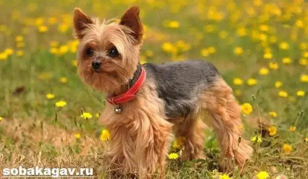 Йоркширский терьер собака. Описание, особенности, уход и цена йоркширского терьера
