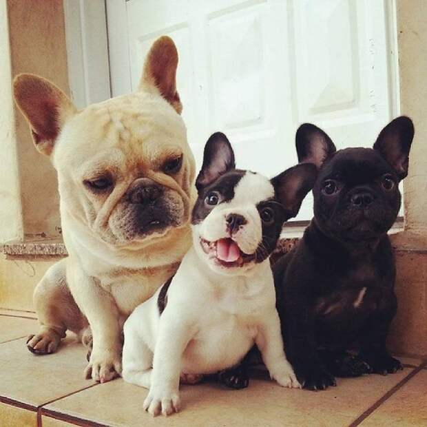 BulldogPuppies12_801x801