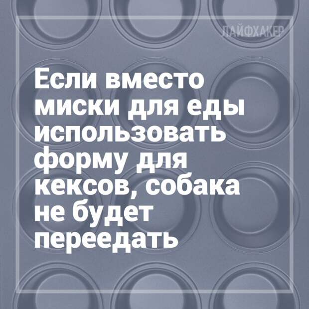 16 лайфхаков для владельцев собак