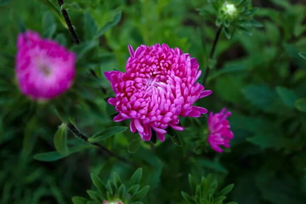 Садовод Акинина рассказала, когда и как сеять астры этой весной