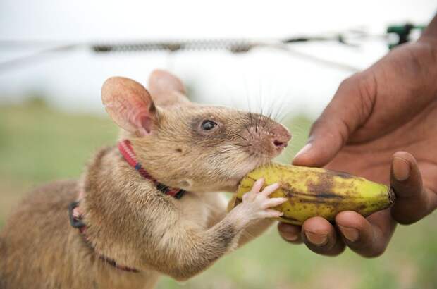 24hero-rats-bomb-demining-africa-apopo-24