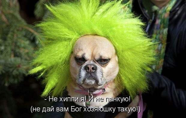 Котоматрица (81 фото)