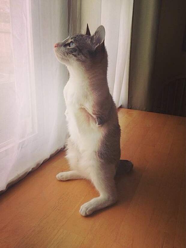 Храбрая кошка-инвалид - новая звезда Instagram