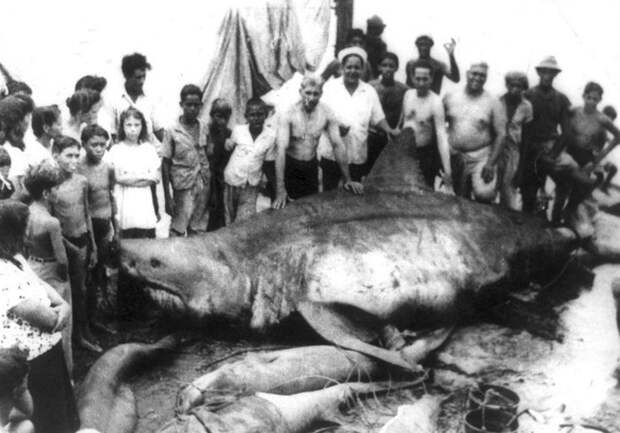Вес акулы: неизвестен  В 1945 году во время плановой рыбалки в Мексиканском заливе 6 рыбаков случайно поймали самую опасную для человека разновидность акул — белую акулу. Длина кархародона составила 6,4 метра. В честь деревушки, откуда они были родом, трофей рыбаки назвали «монстр из Коджимар».