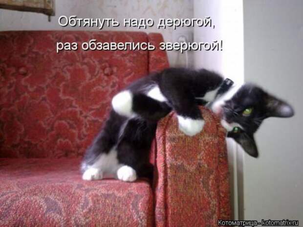 Котоматрицы (забавные картинки с надписями)