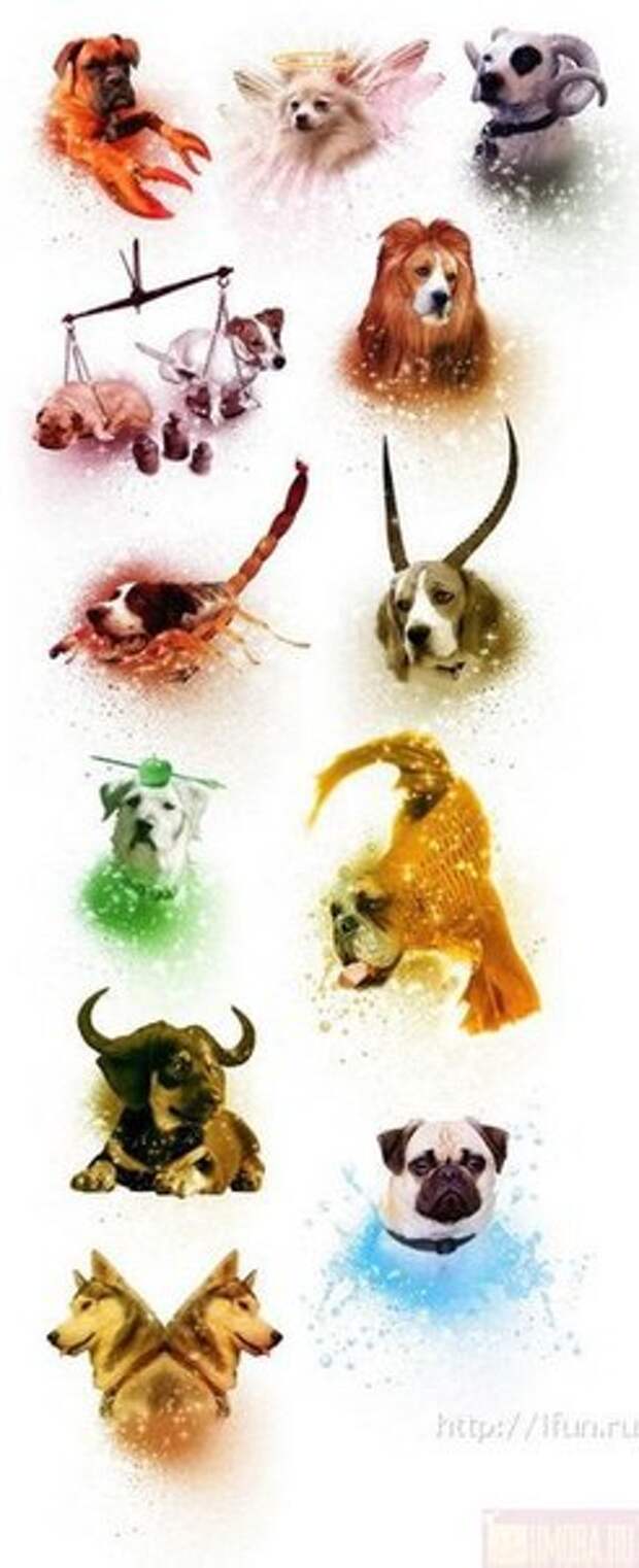 Знаки зодиака собака козерог. Огненная собака козерог. Деревянный собака козерог. Порода собак для козерога. Собака козерог.