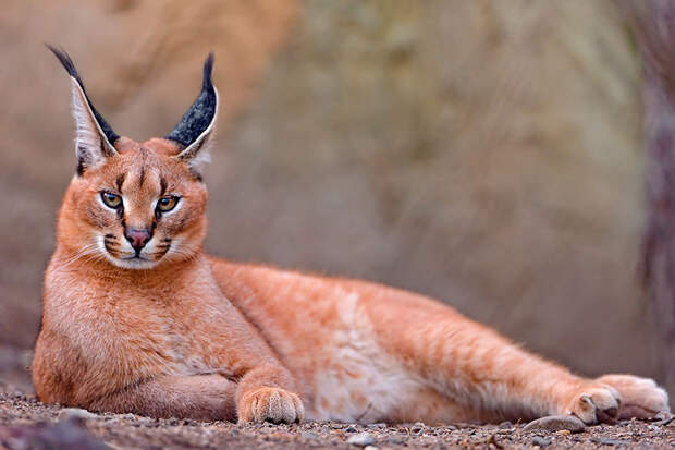 unusual-wild-cats-24__880