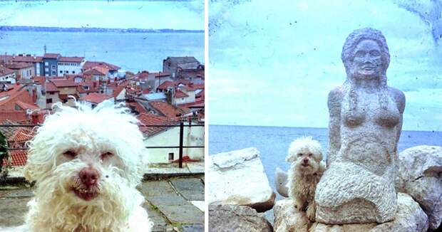Cerbero dog travel, собака путешественник