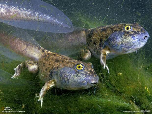 Шедевры National Geographic.