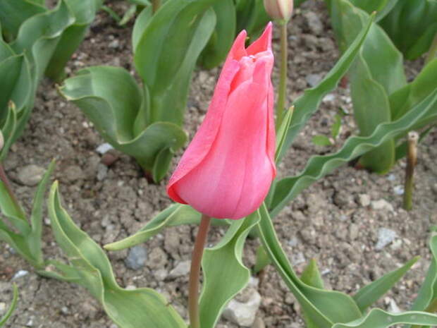 Тюльпан сорт Mildred