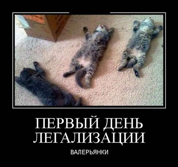 Демотиваторы демотиваторы
