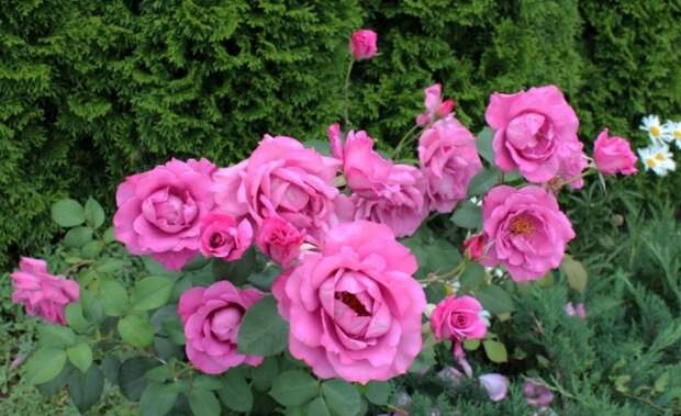 Сорт «Дойче Велле»