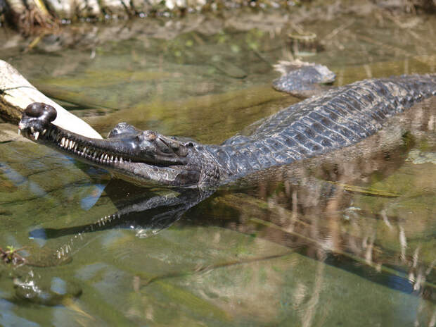 Гангский гавиал. Вселяет ужас длинная челюсть с огромным количеством зубов (около 100). Однако, это животное питается исключительно рыбой и не нападает на людей, напротив, живёт бок-о-бок с рыбаками и фермерами. Существо редко выходит из воды: в основном, только для откладывания яиц. Вид находится на грани исчезновения. (mliu92)