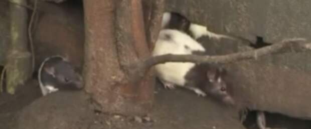 This House Just Got Infested With Over 1,000 Rats, Find Out Why!