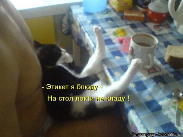 Лучшие котоматрицы недели (50 фото)