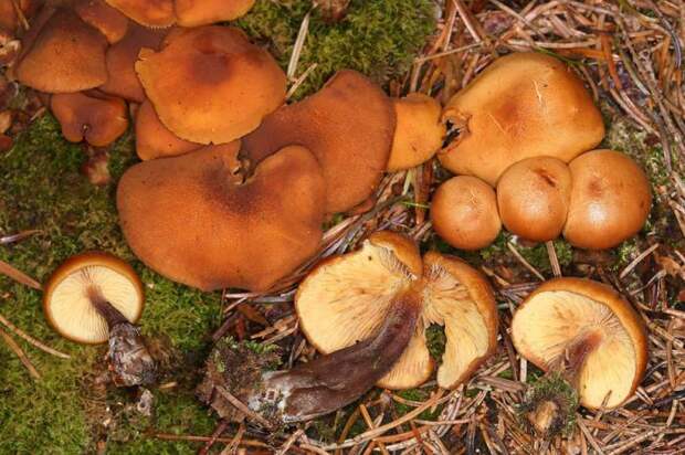 Исчезнувшие виды грибов. Редкие и исчезающие виды грибов, растений и животных Красной книги России