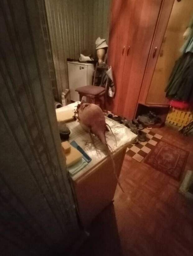 Не смотрите на ночь глядя