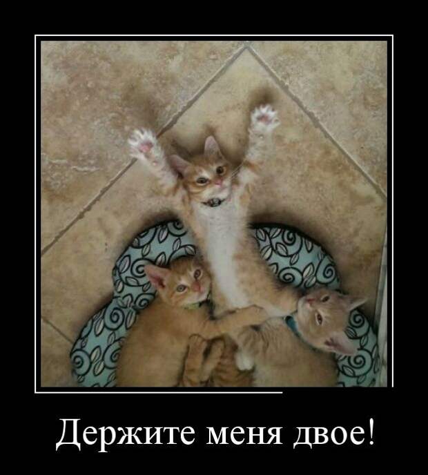 Демотиваторы  демотиваторы, прикол, смех, юмор