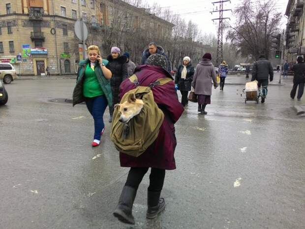 Собака в рюкзаке  животные, кадр, люди, фото, фотоподборка