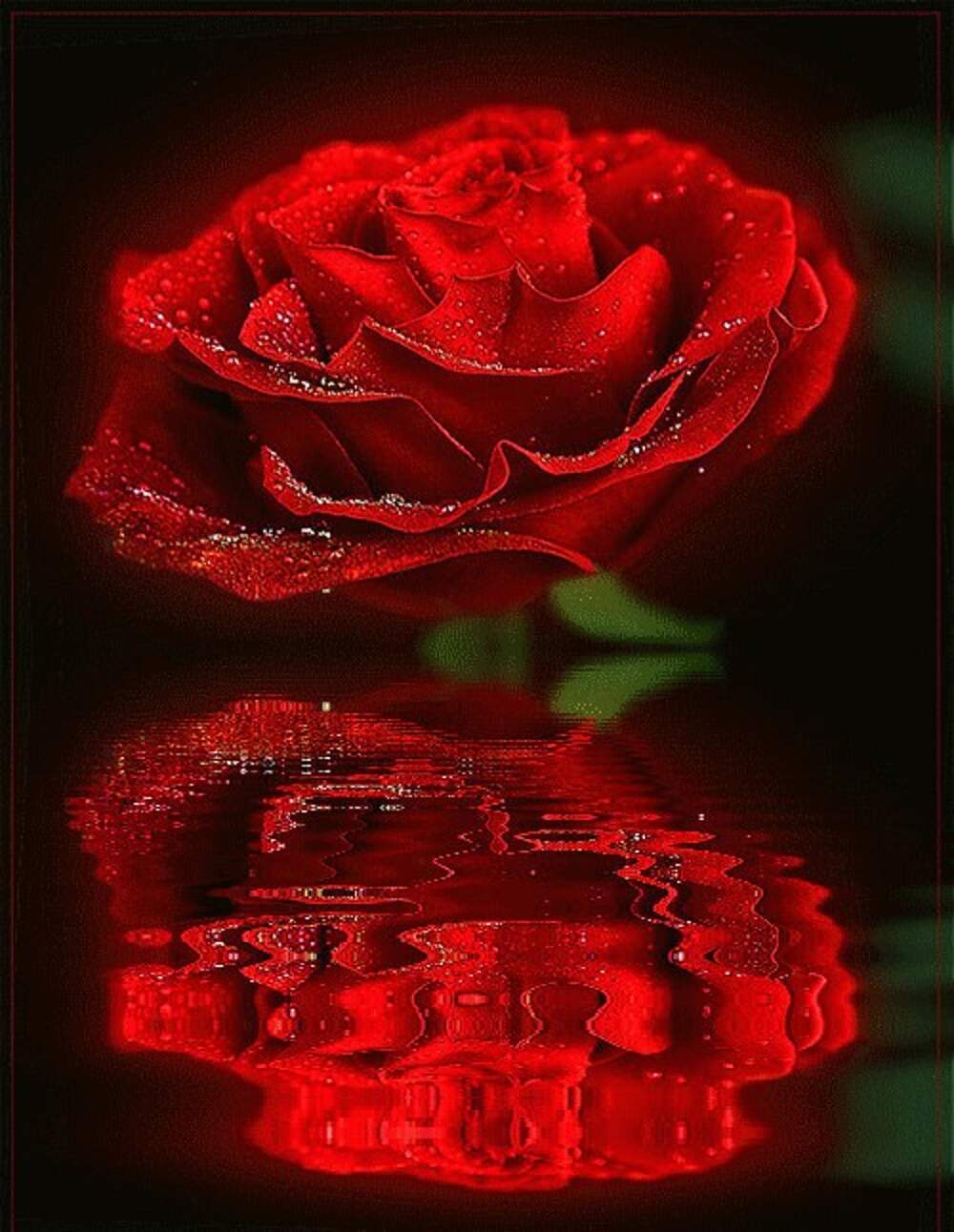 Красные розы анимация