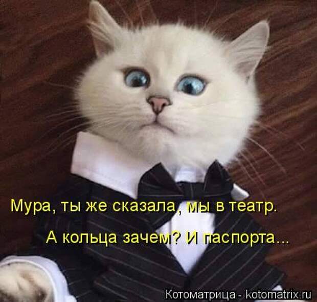 Кошкоматрицы.