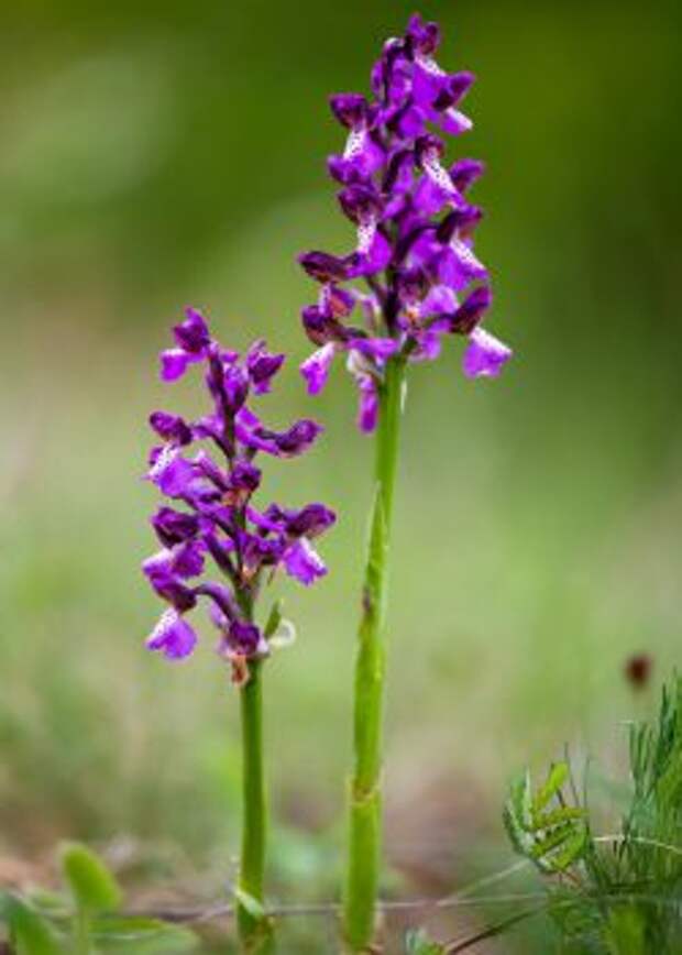 Ятрышник дремлик (Orchis morio)